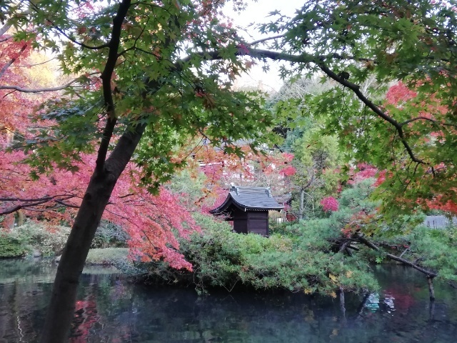 深大寺・弁天池の紅葉: 呆け天残日録