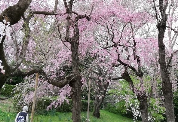 桜の洪水のなかに木村新さんの姿が 呆け天残日録