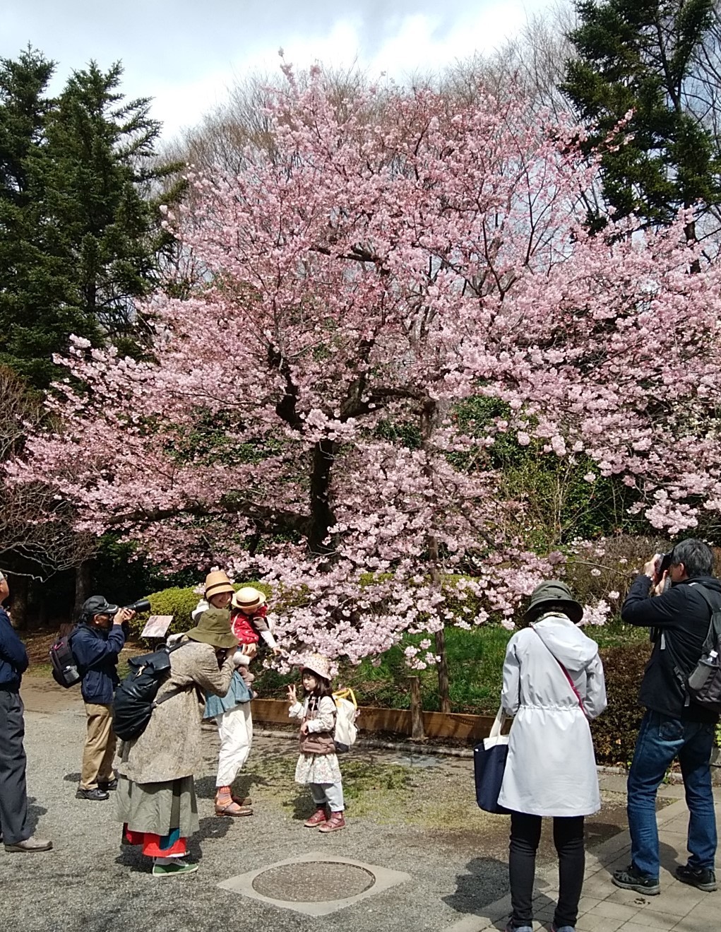 これが うわさのジンダイアケボノ 呆け天残日録