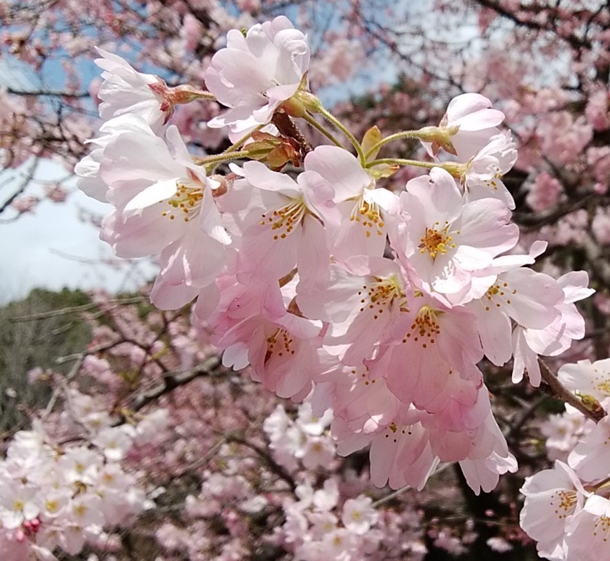 これが うわさのジンダイアケボノ 呆け天残日録