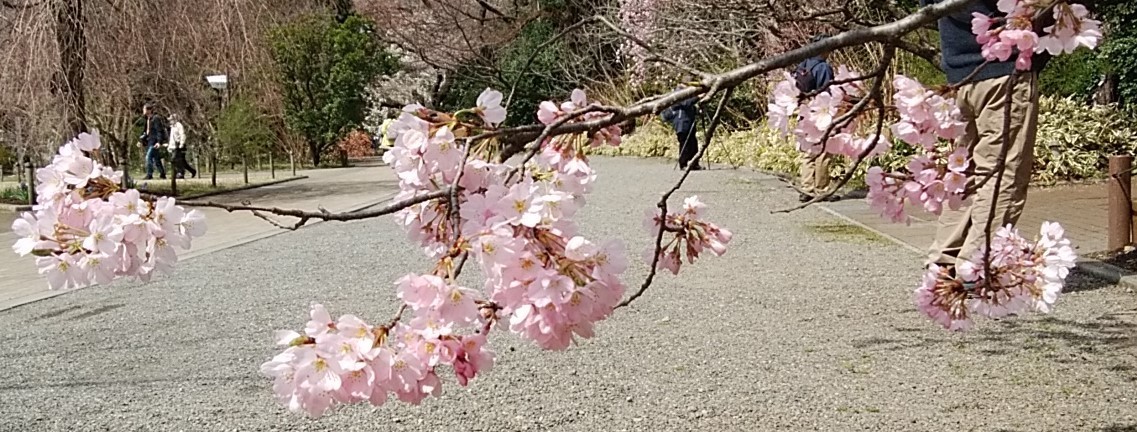 これが うわさのジンダイアケボノ 呆け天残日録