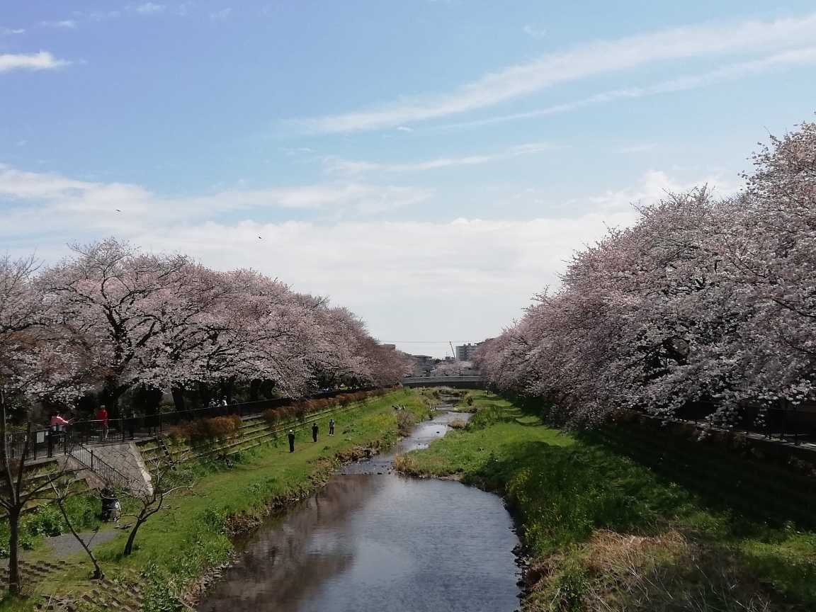 調布の桜 咲きほこる 呆け天残日録