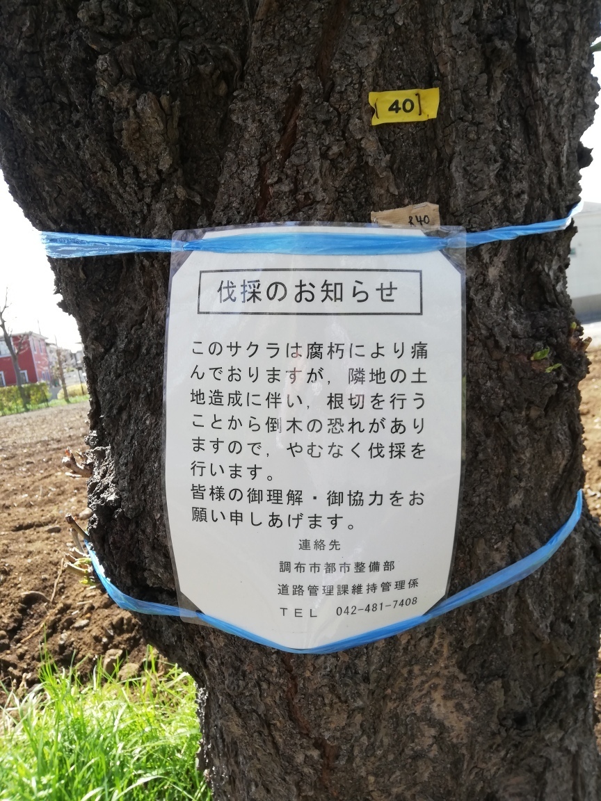 調布の桜 咲きほこる 呆け天残日録